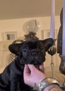 Photo №2 to announcement № 160935 for the sale of french bulldog - buy in Austria private announcement