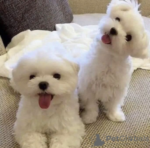 Photo №1. bichon frise - for sale in the city of Zürich | negotiated | Announcement № 77575