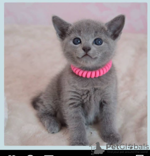 Photo №1. russian blue - for sale in the city of Munich | 370$ | Announcement № 56616