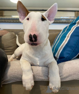 Photo №1. bull terrier - for sale in the city of Linz | negotiated | Announcement № 175007