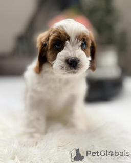 Photo №2 to announcement № 168627 for the sale of non-pedigree dogs - buy in Germany breeder