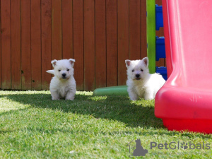 Photo №1. west highland white terrier - for sale in the city of Vilnius | 370$ | Announcement № 36074
