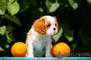 Photo №3. Cute Cavalier King Charles Spaniel puppies. Germany