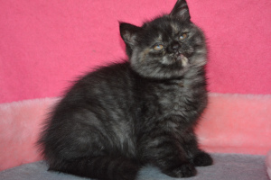 Photo №2 to announcement № 5566 for the sale of british shorthair - buy in Ukraine from nursery