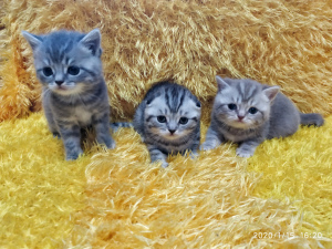 Photo №1. scottish fold - for sale in the city of Minsk | Negotiated | Announcement № 5440