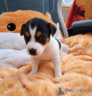 Photo №1. jack russell terrier - for sale in the city of Neuss | 361$ | Announcement № 178869
