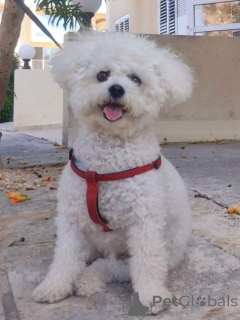 Photo №1. bichon frise - for sale in the city of Boleslavets | negotiated | Announcement № 173320