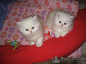 Photo №1. persian cat - for sale in the city of Berlin | Is free | Announcement № 126148