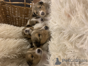 Photo №2 to announcement № 81050 for the sale of rough collie - buy in Poland private announcement, breeder