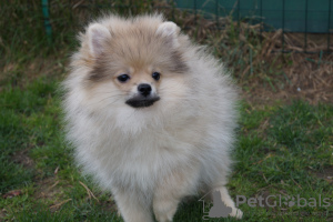 Photo №2 to announcement № 47837 for the sale of pomeranian - buy in Russian Federation breeder