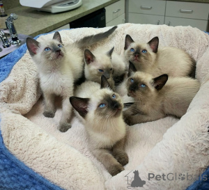 Photo №3. Stunning Siamese kittens with beautiful blue eyes looking for loving indoor. Netherlands