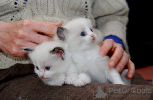 Photo №1. ragdoll - for sale in the city of Prague | 258$ | Announcement № 155938