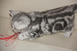 Photo №3. british marble cat. Russian Federation