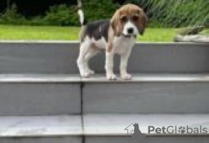 Photo №1. beagle - for sale in the city of Fagervik | Is free | Announcement № 129093