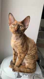 Photo №2 to announcement № 82796 for the sale of devon rex - buy in Belarus from nursery, breeder