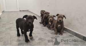 Photo №3. American Bully XL. Serbia