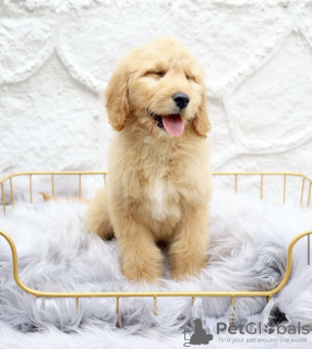 Photo №4. I will sell golden retriever in the city of Woltersdorf. private announcement, from nursery, from the shelter - price - 423$