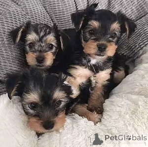 Photo №2 to announcement № 169101 for the sale of beaver yorkshire terrier - buy in United States breeder