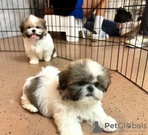 Photo №2 to announcement № 125760 for the sale of shih tzu - buy in Switzerland 
