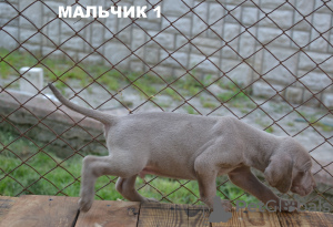 Photo №2 to announcement № 12809 for the sale of weimaraner - buy in Ukraine breeder