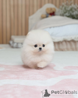 Photo №3. Pomeranian Puppy Available for Adoption . Czech Republic