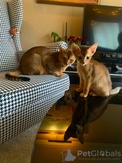 Photo №3. I will sell kittens of the Abyssinian breed. France