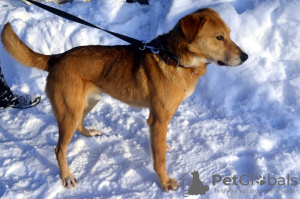 Photo №2 to announcement № 9089 for the sale of non-pedigree dogs - buy in Russian Federation from the shelter