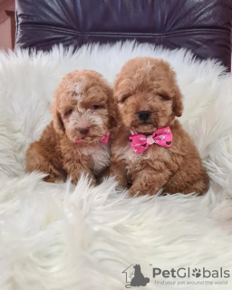 Photo №2 to announcement № 110919 for the sale of labradoodle - buy in Serbia breeder