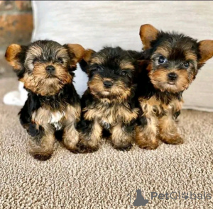Photo №1. yorkshire terrier - for sale in the city of Berlin | 471$ | Announcement № 138130