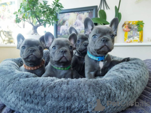 Photo №1. french bulldog - for sale in the city of Kingston | negotiated | Announcement № 52214