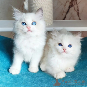 Photo №1. ragdoll - for sale in the city of Brussels | negotiated | Announcement № 118458