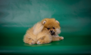 Photo №1. pomeranian - for sale in the city of Belgorod | 784$ | Announcement № 5310