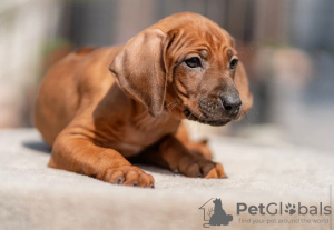 Additional photos: Rhodesian Ridgeback puppies