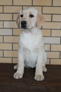 Photo №4. I will sell labrador retriever in the city of Izhevsk. from nursery, breeder - price - Negotiated