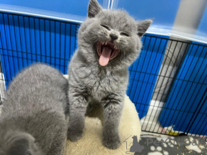 Photo №2 to announcement № 164517 for the sale of british shorthair - buy in Germany 