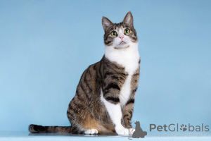 Photo №1.  - for sale in the city of Khimki | Is free | Announcement № 161938