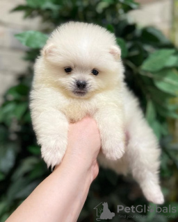 Photo №1. pomeranian - for sale in the city of Штутгарт | negotiated | Announcement № 19647