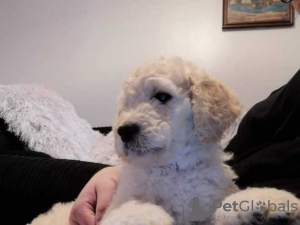 Photo №1. non-pedigree dogs - for sale in the city of Аугсбург | 300$ | Announcement № 70920