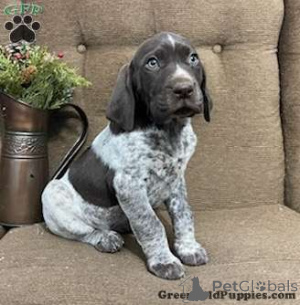 Photo №1. german longhaired pointer - for sale in the city of Dusseldorf | 17$ | Announcement № 136164