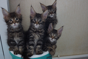 Photo №2 to announcement № 4854 for the sale of maine coon - buy in Russian Federation breeder