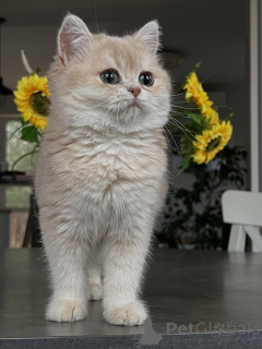 Photo №2 to announcement № 159475 for the sale of chinchilla cat - buy in Germany breeder