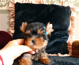 Photo №1. yorkshire terrier - for sale in the city of Perth | 400$ | Announcement № 80049