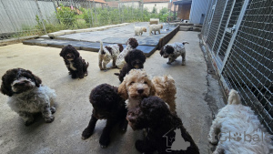 Photo №2 to announcement № 159966 for the sale of lagotto romagnolo - buy in Serbia 