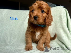 Photo №3. First generation Cavoodle with DNA and health tested parents. Austria