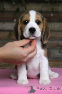 Photo №3. Beautiful Beagle puppies for sale.. United Kingdom
