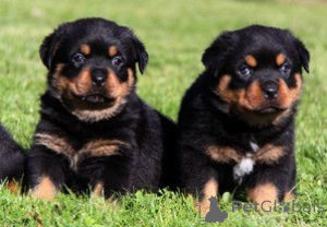 Photo №1. rottweiler - for sale in the city of Getafe | negotiated | Announcement № 176549