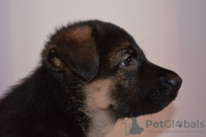Photo №1. german shepherd - for sale in the city of Kiev | 315$ | Announcement № 9167
