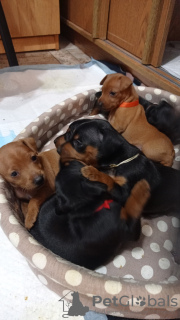 Photo №1. miniature pinscher - for sale in the city of Minsk | 189$ | Announcement № 68892