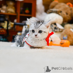 Photo №3. Munchkin. France