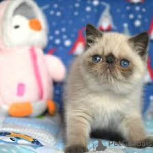 Photo №3. Chatons Exotic Shorthair à vendre. Belgium